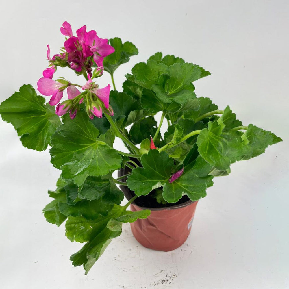 Transform Your Space With Plants Shop Indoor Outdoor transform-your-space-with-plants-shop-indoor-outdoor
