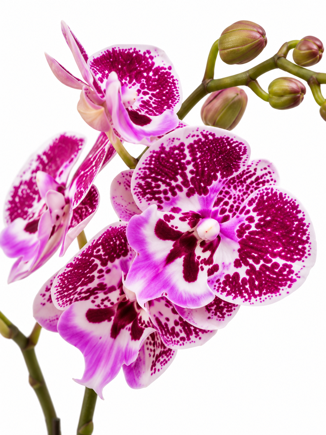 Phalaenopsis Mini Double Stem - 2 Tone Purple *Without Pot*