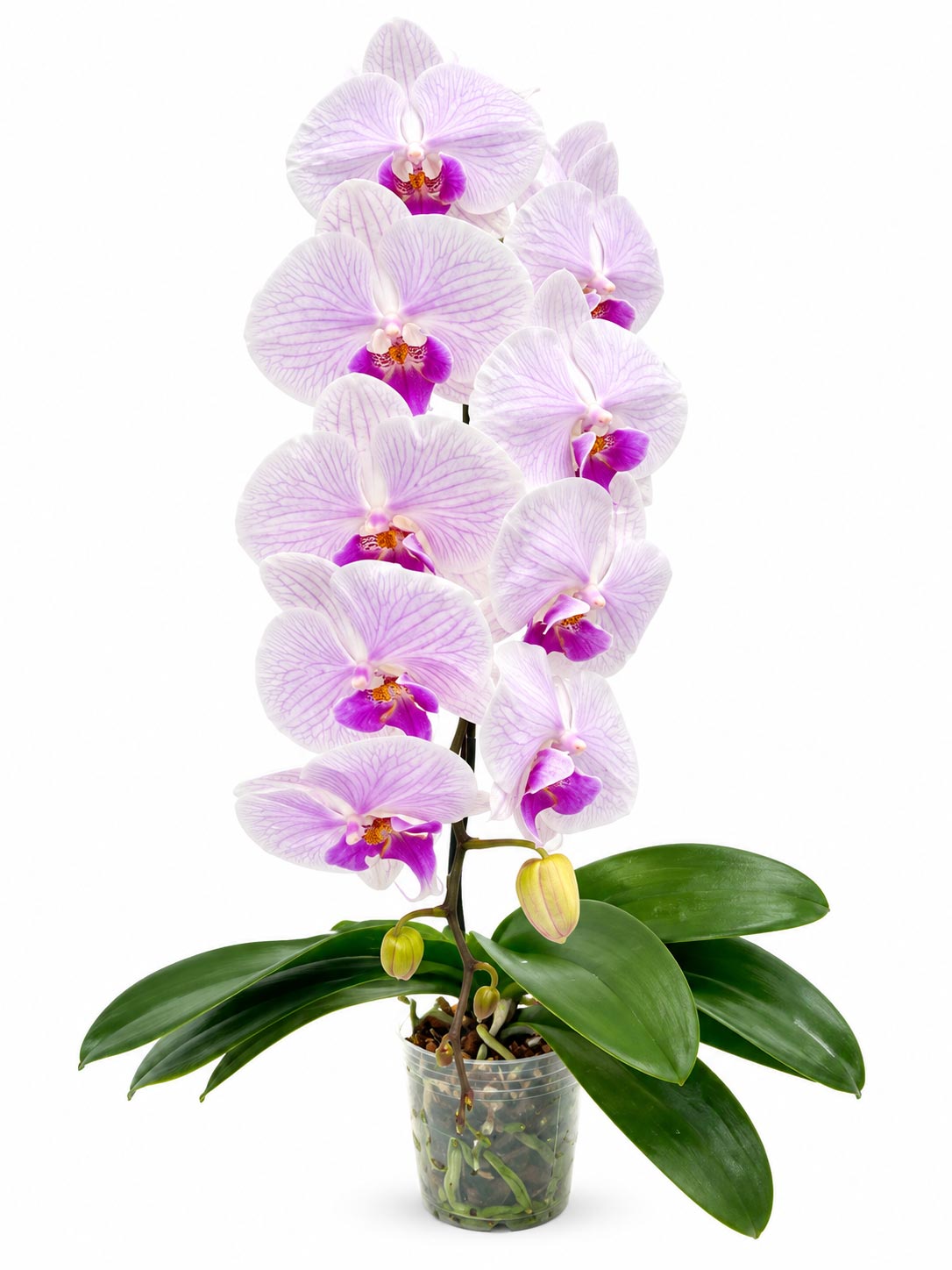 Phalaenopsis - Pink (Without Pot)