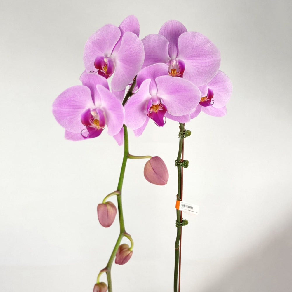 Phalaenopsis - Light Pink (Without Pot)