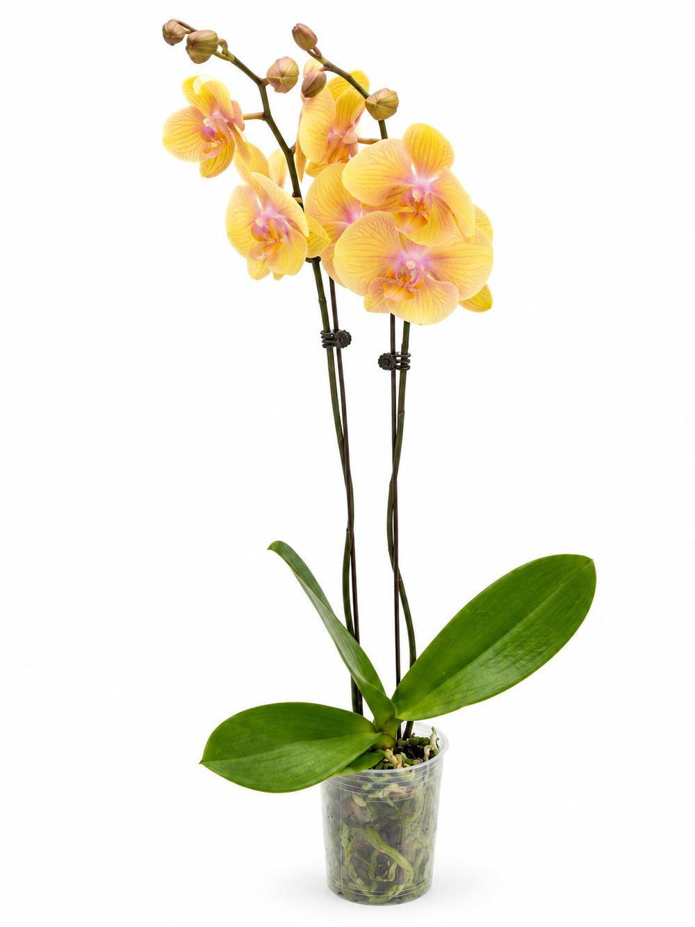 Phalaenopsis Double Stem - Yellow