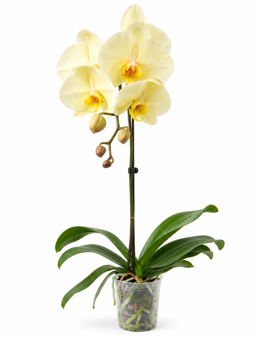 Phalaenopsis - Light Yellow (Without Pot)