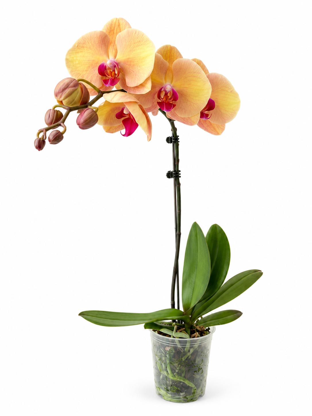 Phalaenopsis - Peach Yellow *Without Pot*