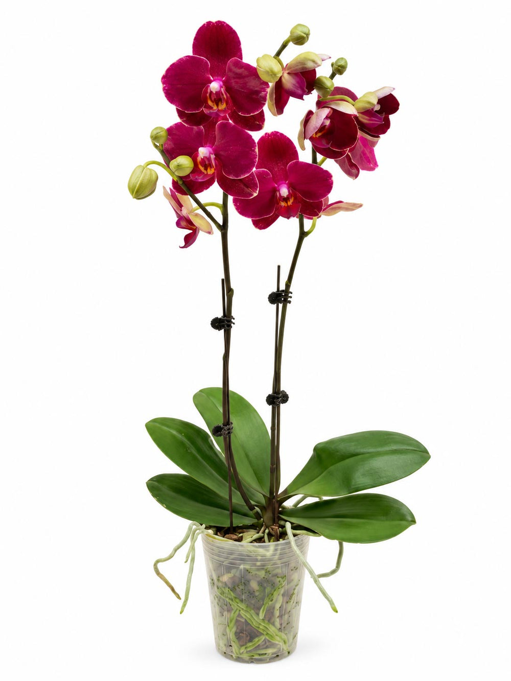 Phalaenopsis Mini Double Stem - 2 Tone Purple *Without Pot*