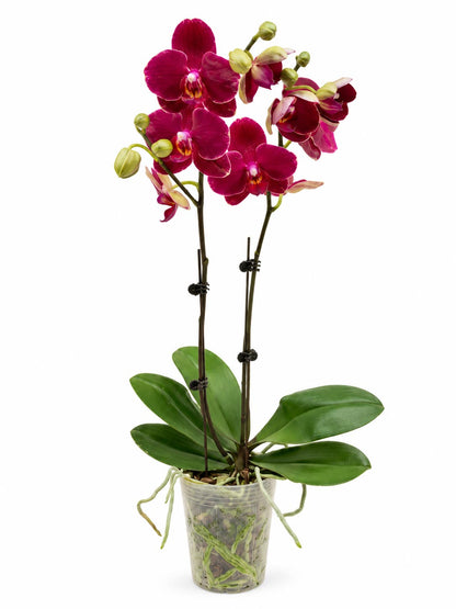 Phalaenopsis Mini Double Stem - 2 Tone Purple *Without Pot*