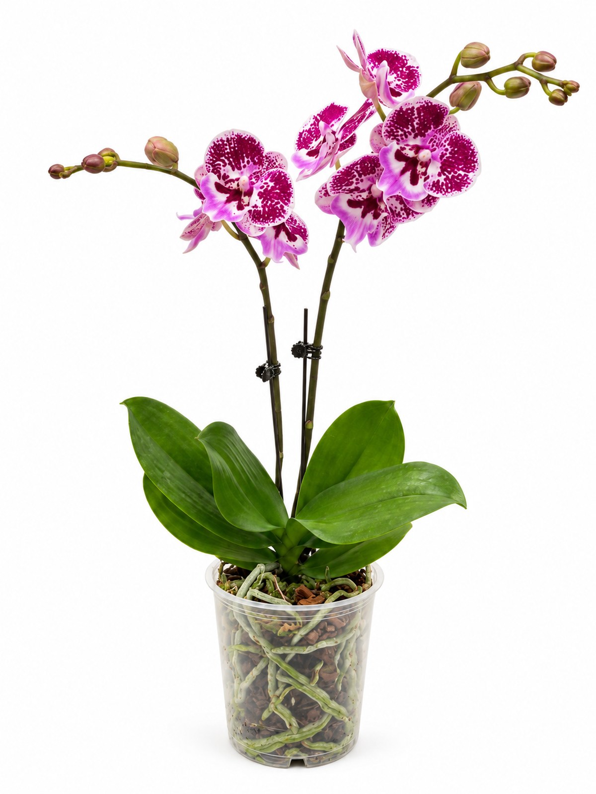 Phalaenopsis Mini Double Stem - 2 Tone Purple *Without Pot*
