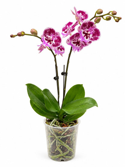 Phalaenopsis Mini Double Stem - 2 Tone Purple *Without Pot*