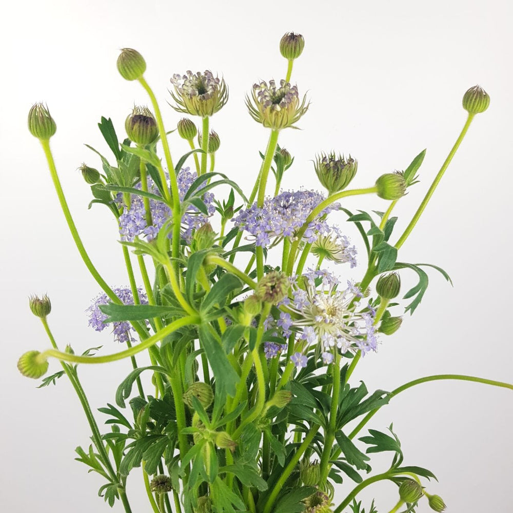 Trachymene Coerulea   - Lilac