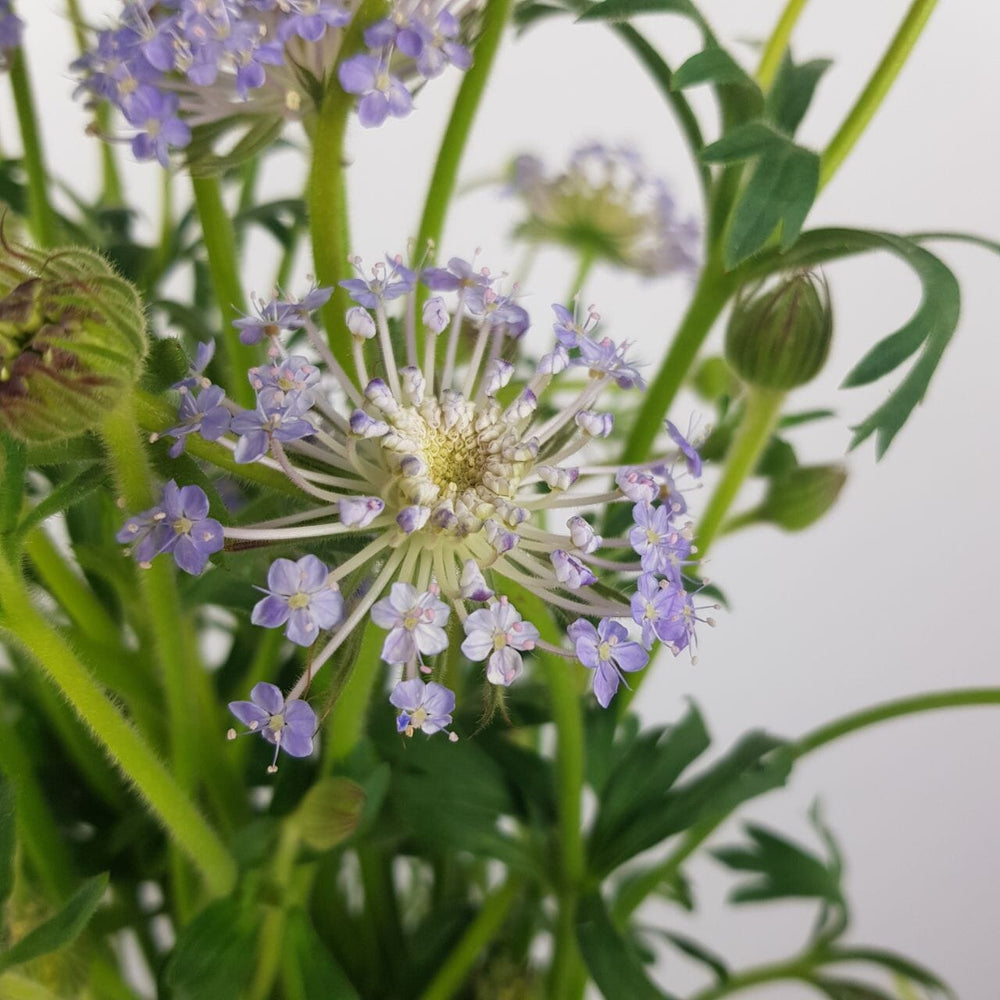 Trachymene Coerulea   - Lilac