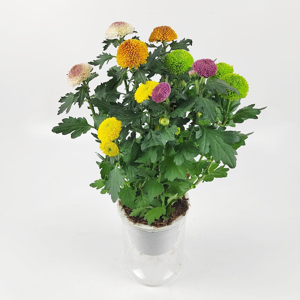 Ping Pong Chrysanthemum P150 (Hydroponic Pot)