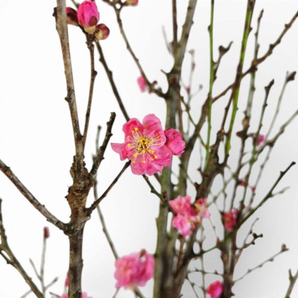 Red Plum Blossom