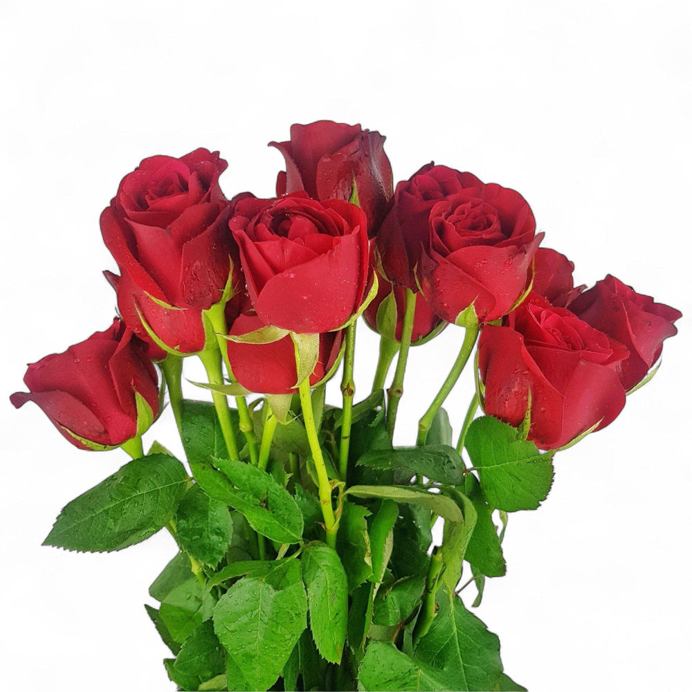 FCMVD09 - Rose Red, Rose Pink & Eucalyptus