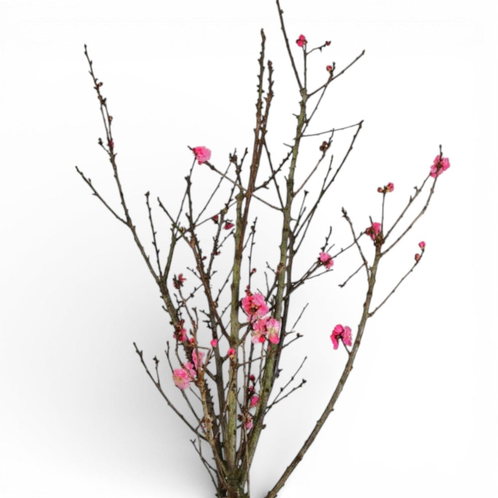 Red Plum Blossom