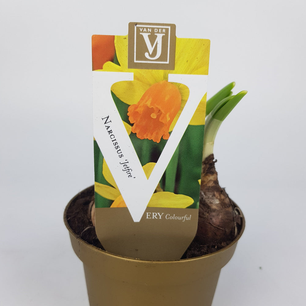 Narcissus Jetfire 10cm