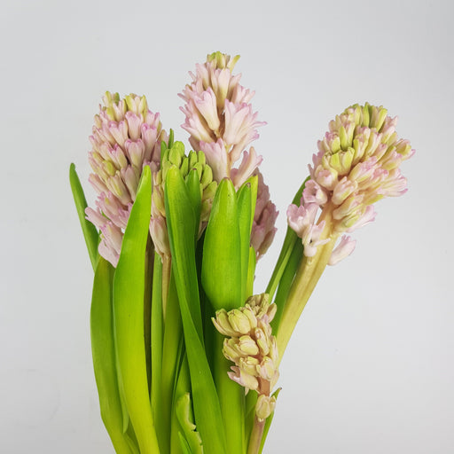 Hyacinthus (5 Stems) - Light Pink