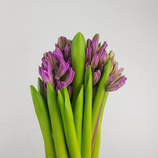 Hyacinthus (5 Stems) - Purple