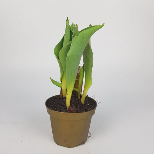 Tulipa Single 10cm
