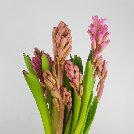 Hyacinthus (5 Stems) - Pink
