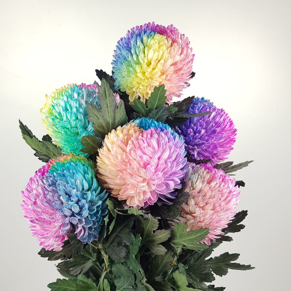 Mum Taiwan Dye Colour - Rainbow