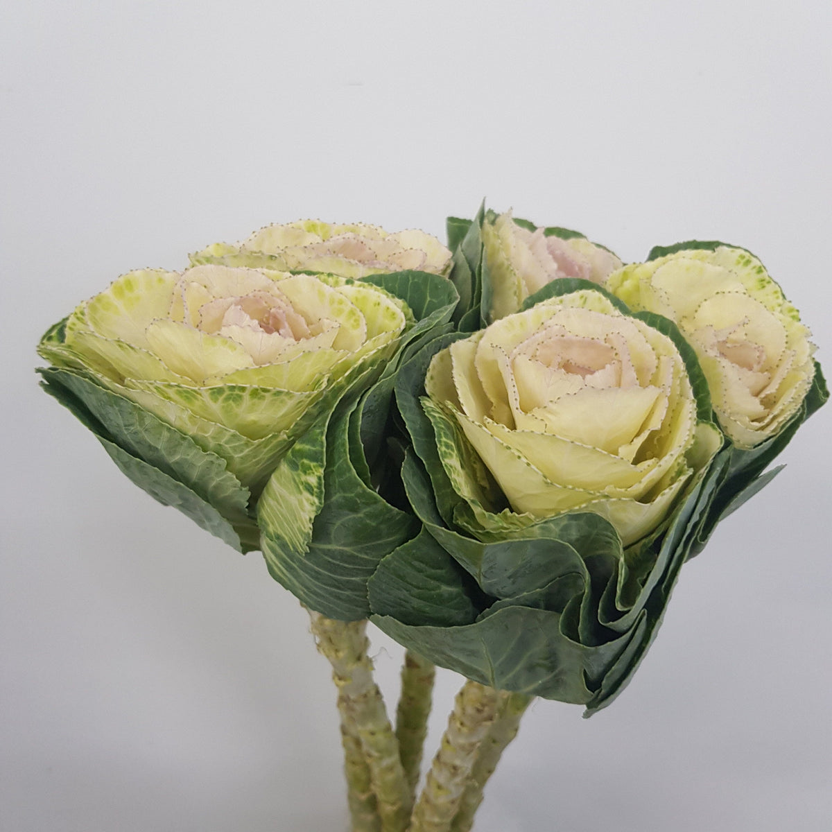 Premium FreshCut Flowers Online