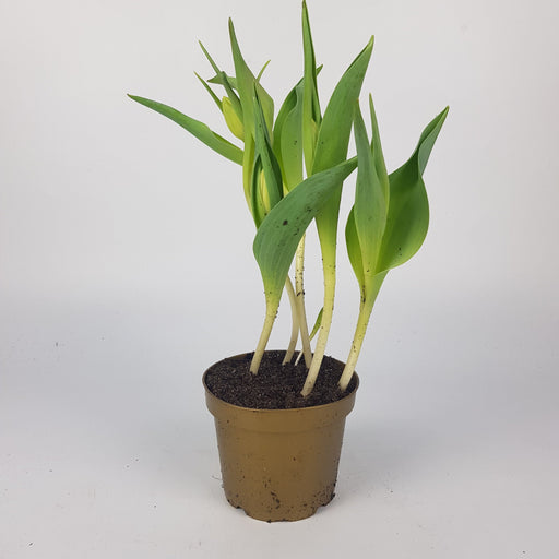 Tulipa Single 12cm