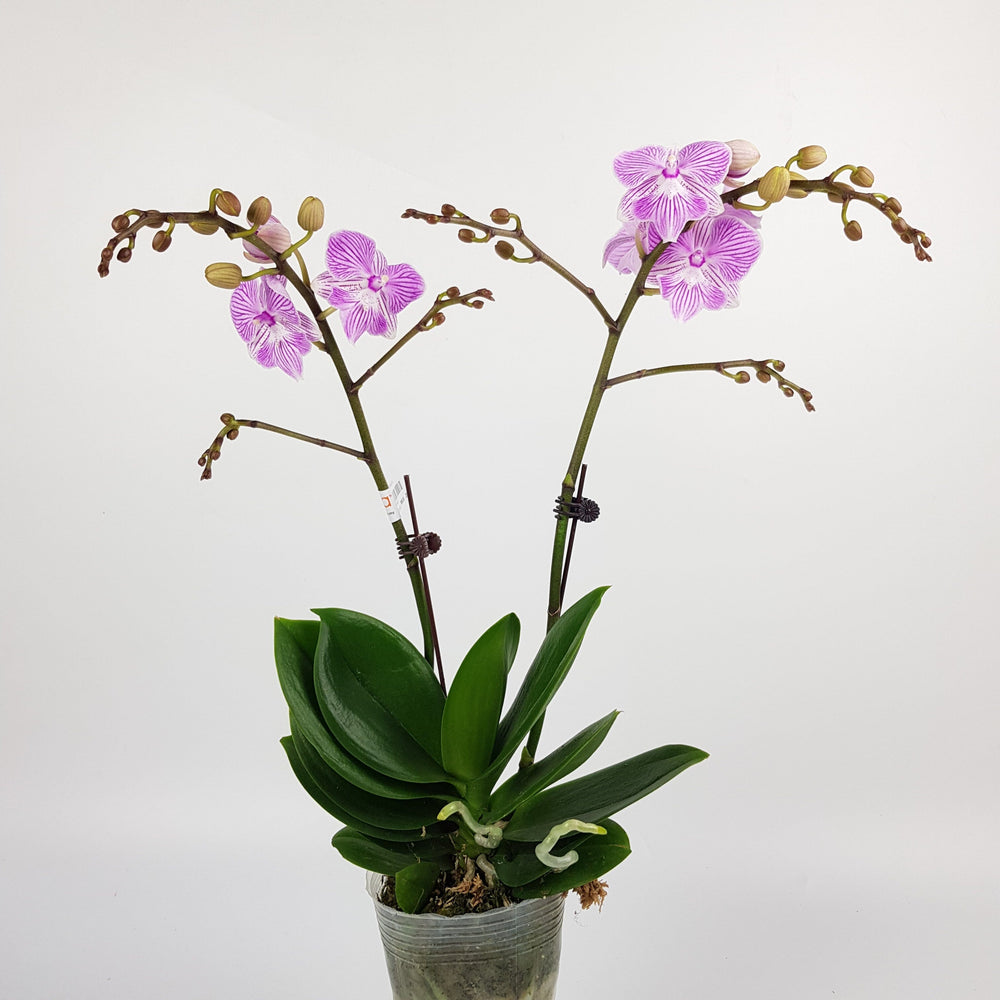Phalaenopsis Double Stem -  Light Purple Stripe (Without Pot)