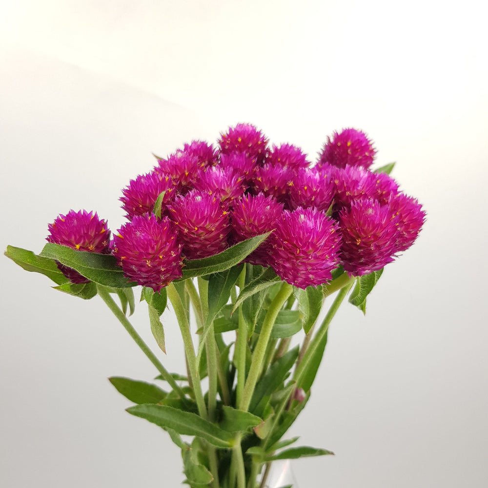 Gomphrena - Cherry Pink