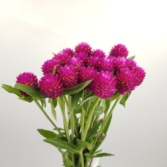 Gomphrena - Cherry Pink