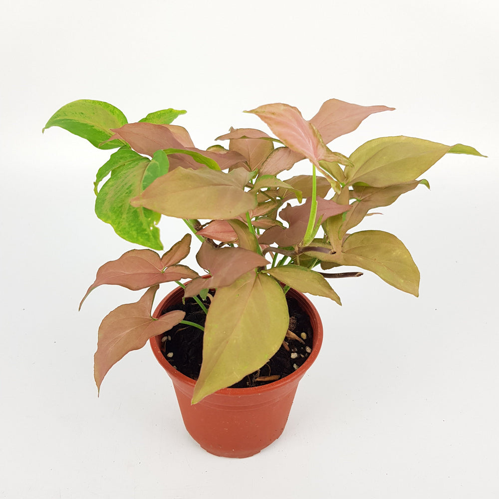 Syngonium Pink (P85)