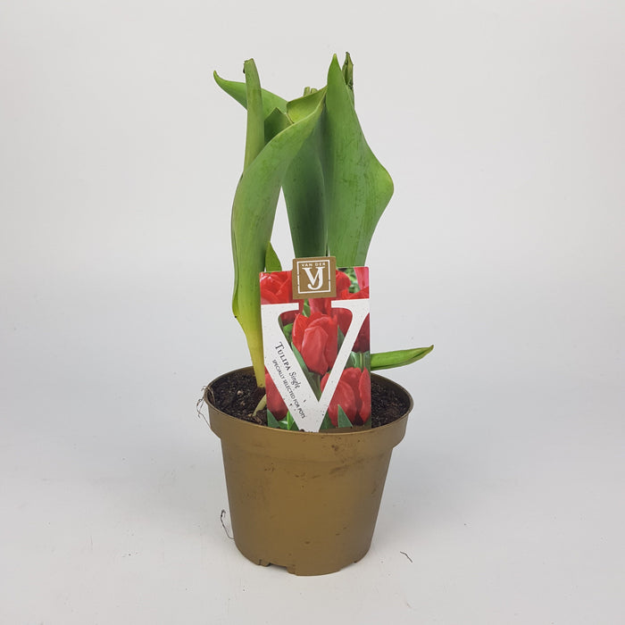 Tulipa Single 10cm
