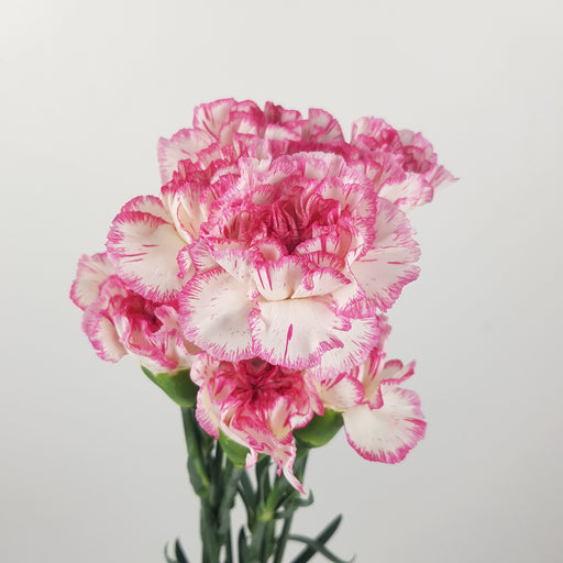 Carnation (Imported) - 2 Tone White Pink