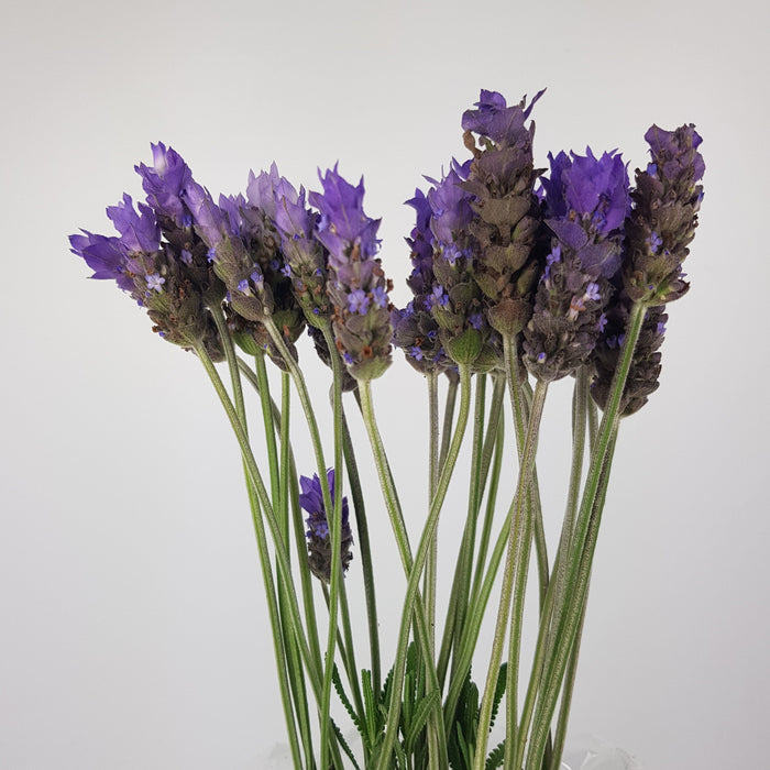 Lavender (10 Stems)