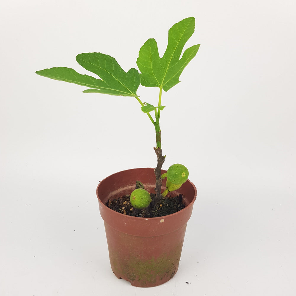 Ficus Carica (P160) - Fig Tree