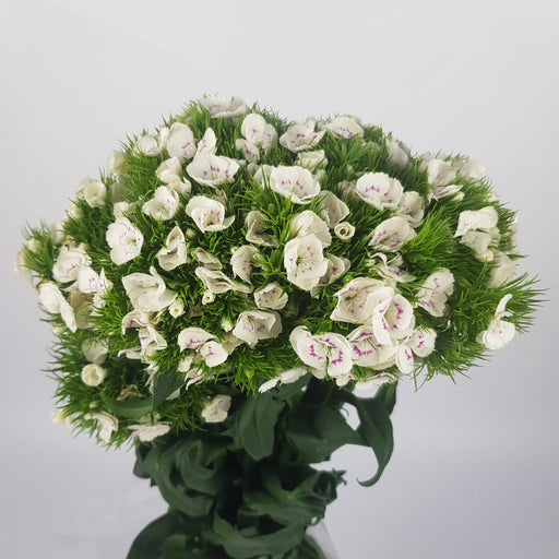 Barbatus Dianthus/Flower Hair Ball (Imported) - White