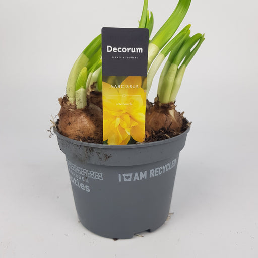 Narcissus Tête Bouclé - Yellow 12cm