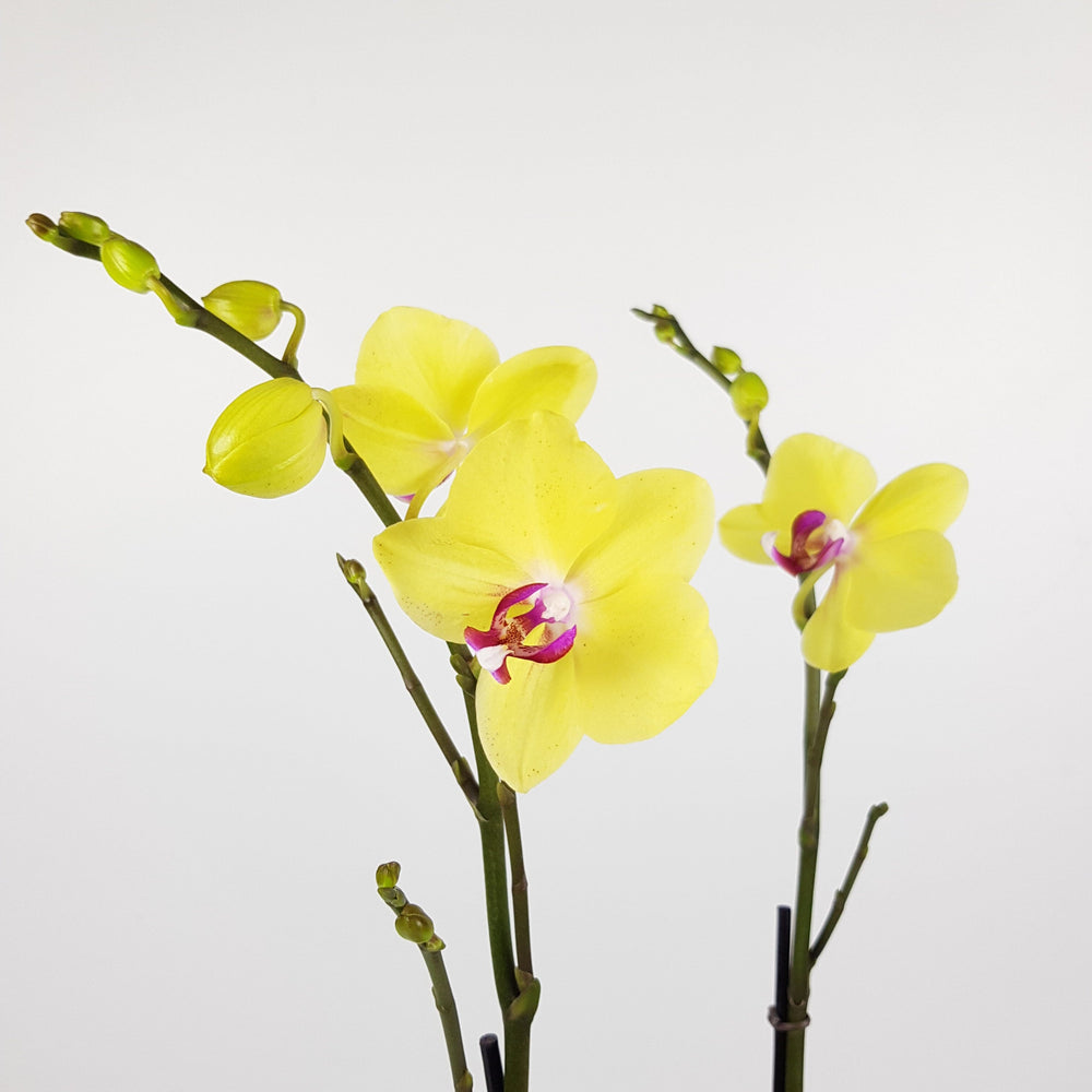 Phalaenopsis Double Stem - Yellow (Without Pot)