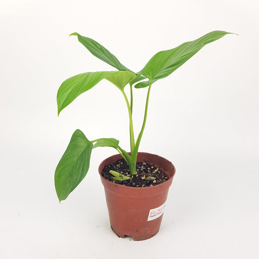 Philodendron Pasta Silver (P110)