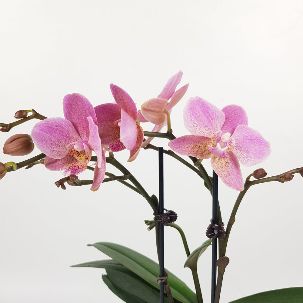 Phalaenopsis Mini Double Stem -  Light Purple (Without Pot)