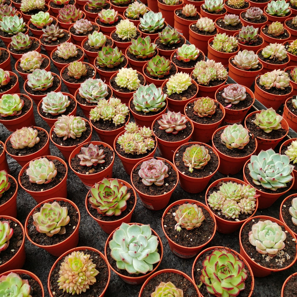 Succulent 5.5cm (S)