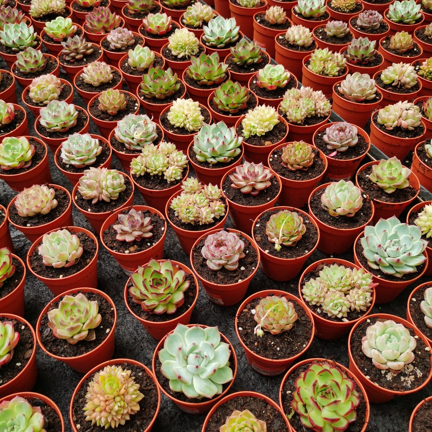 Succulent 5.5cm (S)