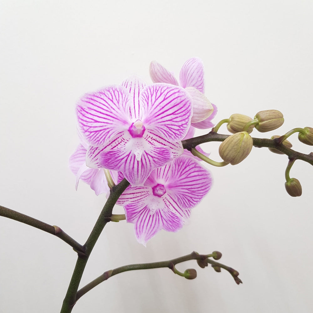 Phalaenopsis Double Stem -  Light Purple Stripe (Without Pot)