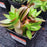 Succulentt (S) (Pot 5.5)