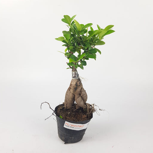 Ficus Mini Ginseng