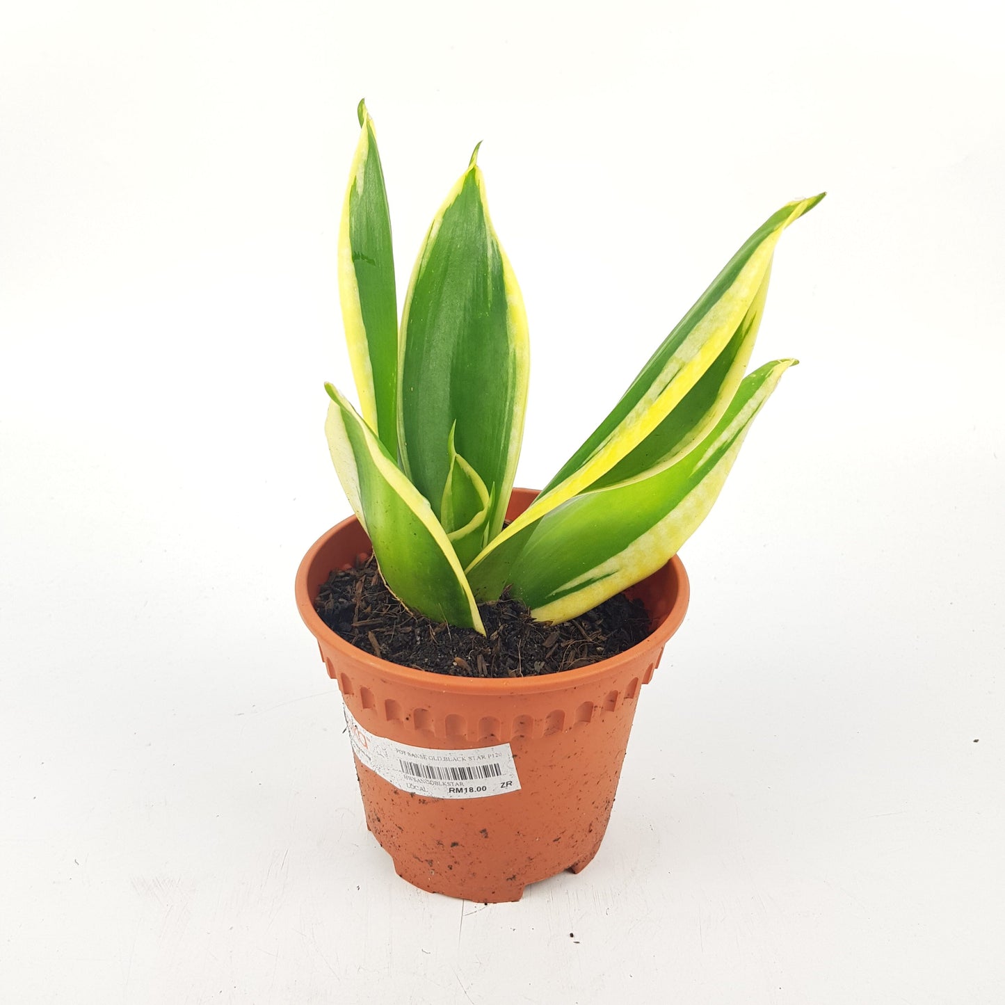 Sansevieria P105