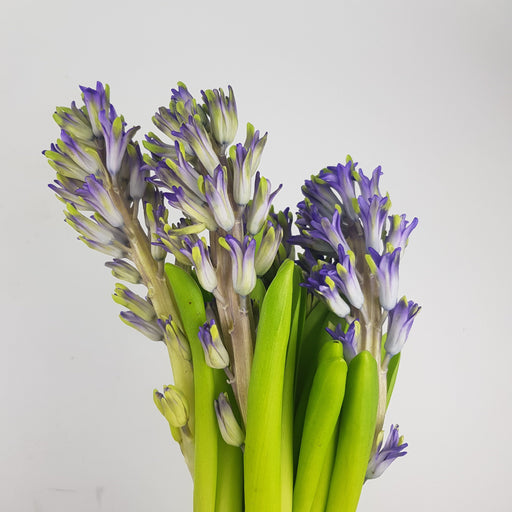 Hyacinthus (5 Stems) - Lavender