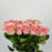 [Fully Bloom] Rose - 2 Tone Pink 10 Stems