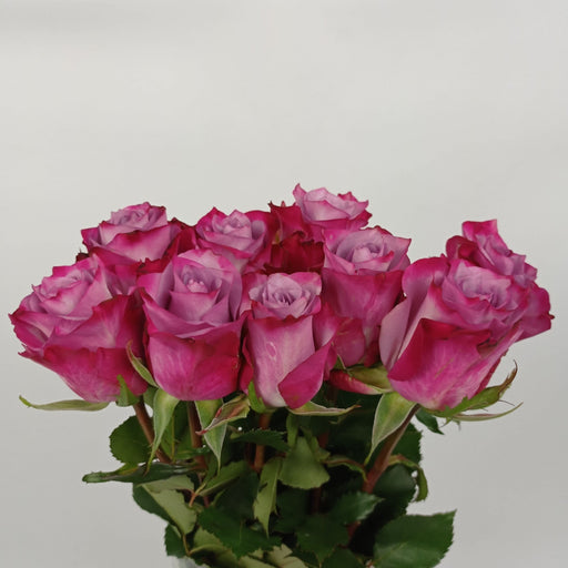 [Fully Bloom] Rose - 2 Tone Pink Purple 10 Stems