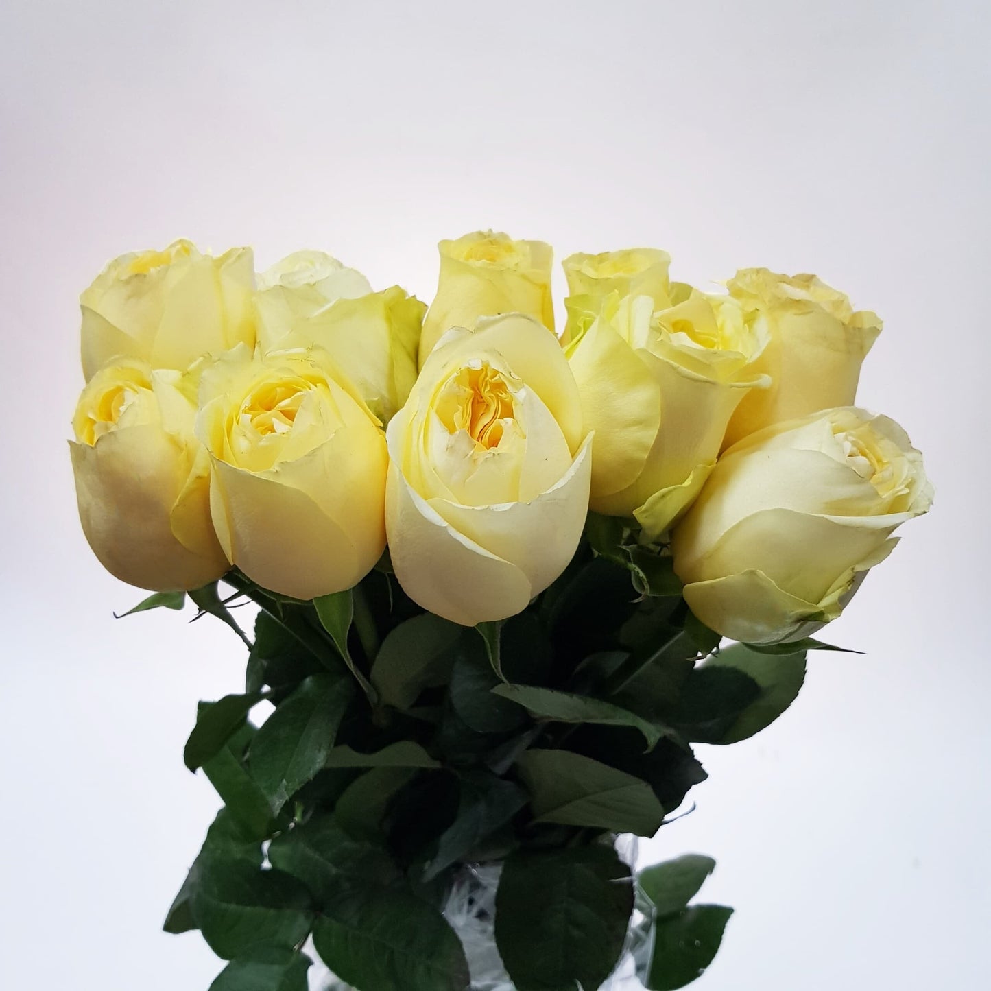 Rose - Butter Cup Light Yellow (10 Stems)