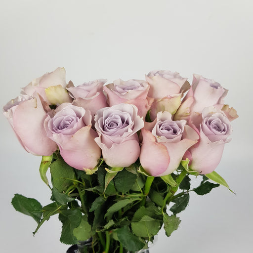 [Fully Bloom] Rose - Light Purple 10 Stems