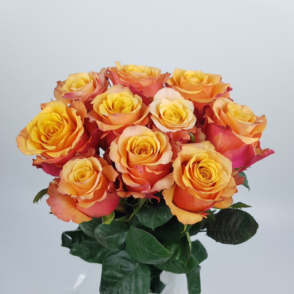 Rose Lumia - 2 Tone Light Orange 60cm
